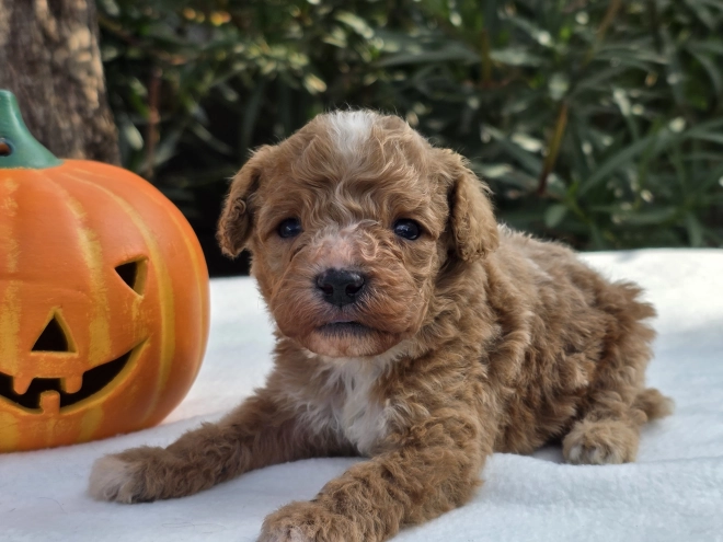 Cavapoo Welpe kaufen
