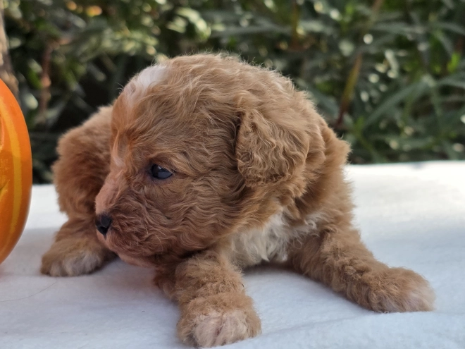 Cavapoo Welpe kaufen