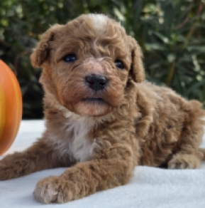 Cavapoo Welpe kaufen