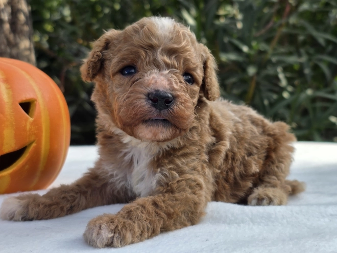 Cavapoo Welpe kaufen