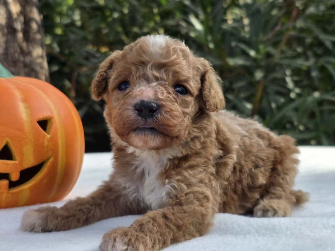 Cavapoo Welpe kaufen