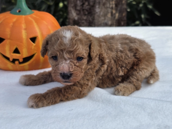 Cavapoo Welpe kaufen