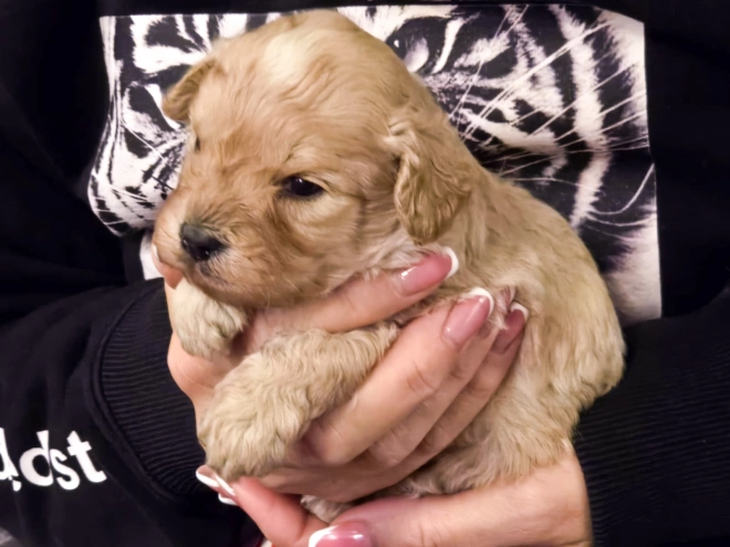 Cavapoo Welpe kaufen