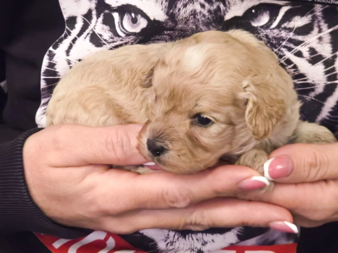 Cavapoo Welpe kaufen