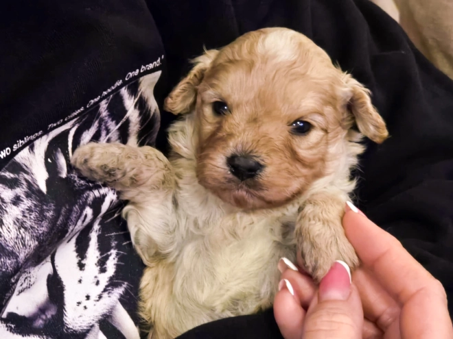 Cavapoo Welpe kaufen