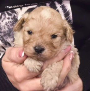 Cavapoo Welpe kaufen