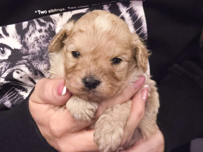 Cavapoo Welpe kaufen