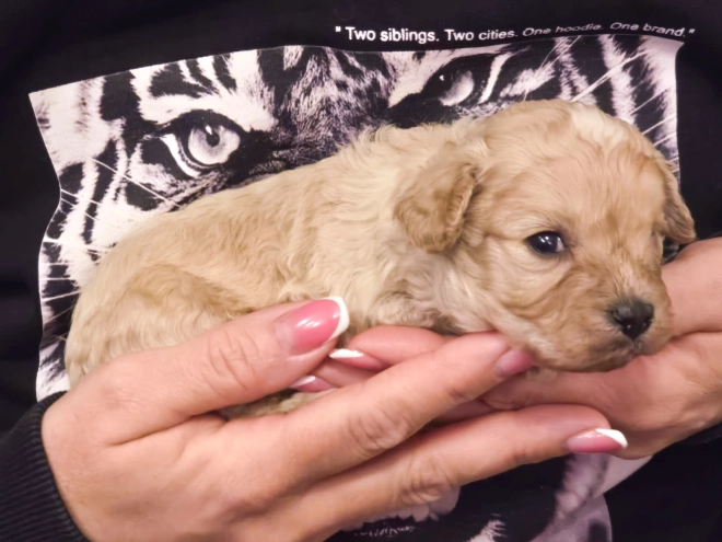Cavapoo Welpe kaufen