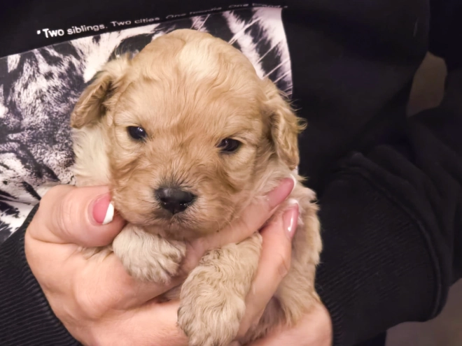 Cavapoo Welpe kaufen