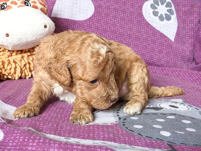 Cavapoo puppy for sale
