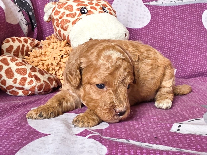 Cavapoo puppy for sale