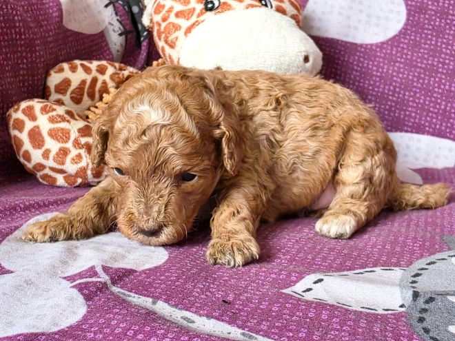 Cavapoo puppy for sale