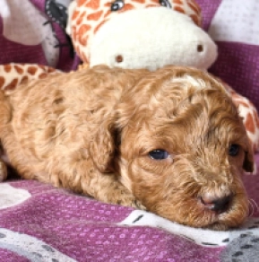 Cavapoo puppy for sale