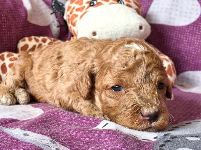 Cavapoo puppy for sale