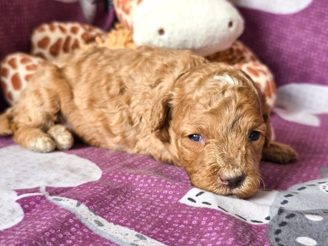 Cavapoo puppy for sale