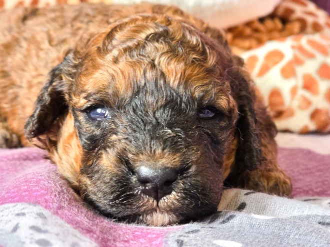 Cavapoo puppy for sale