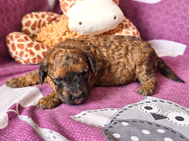 Cavapoo puppy for sale
