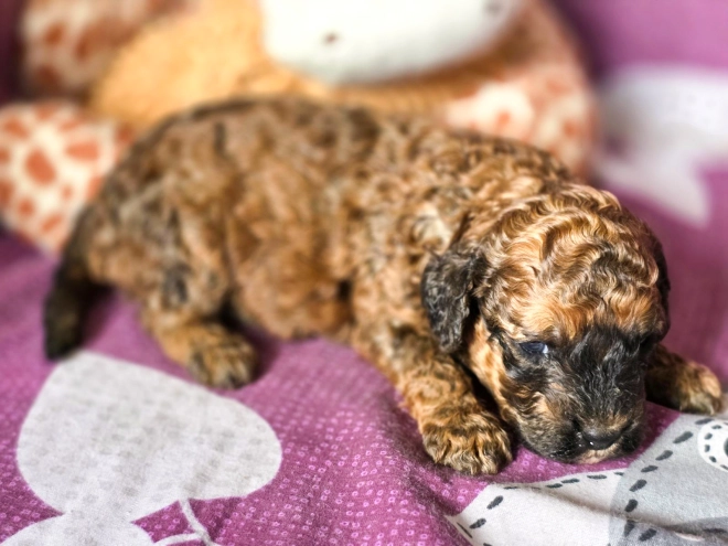 Cavapoo puppy for sale
