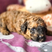 Rubin – F1b, sable Cavapoo for sale