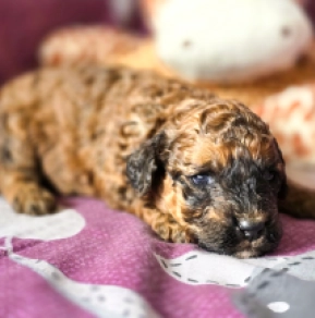 Cavapoo puppy for sale