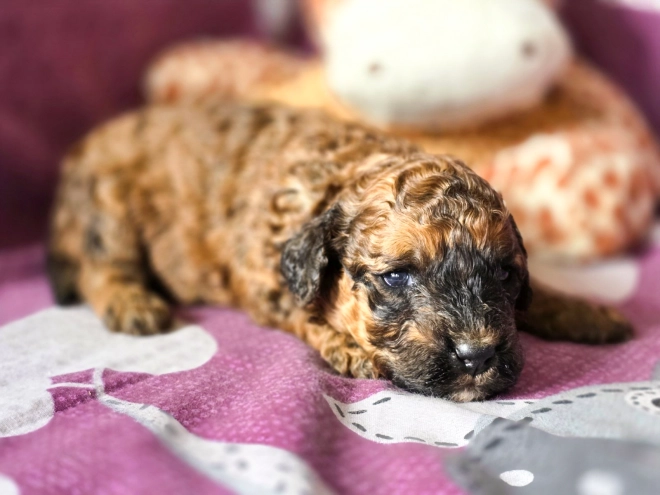 Cavapoo puppy for sale