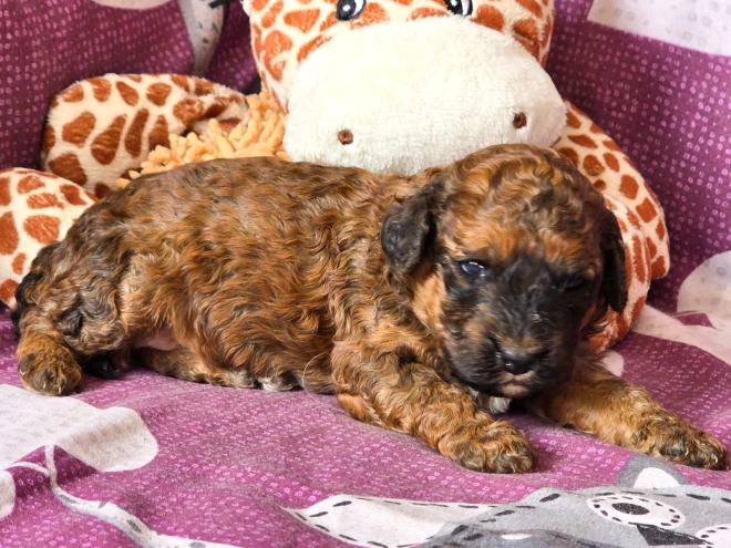Cavapoo puppy for sale