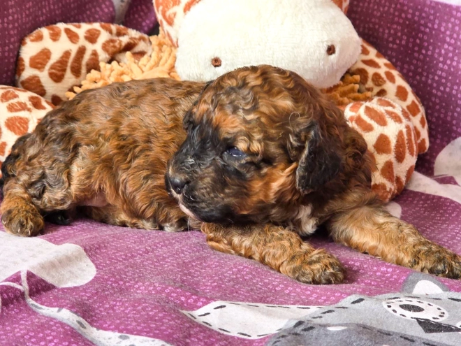 Cavapoo puppy for sale