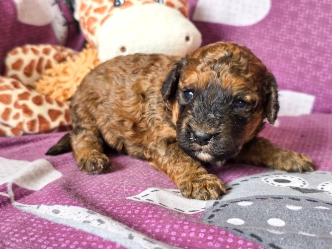 Cavapoo puppy for sale