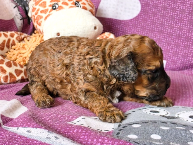 Cavapoo puppy for sale