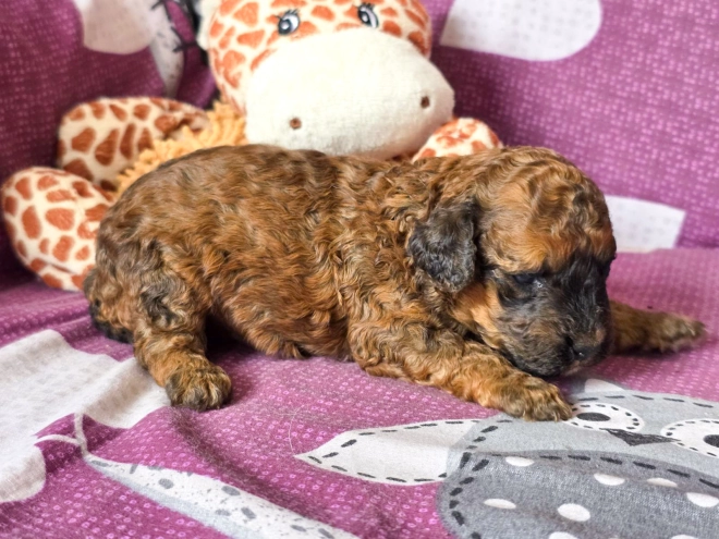 Cavapoo puppy for sale