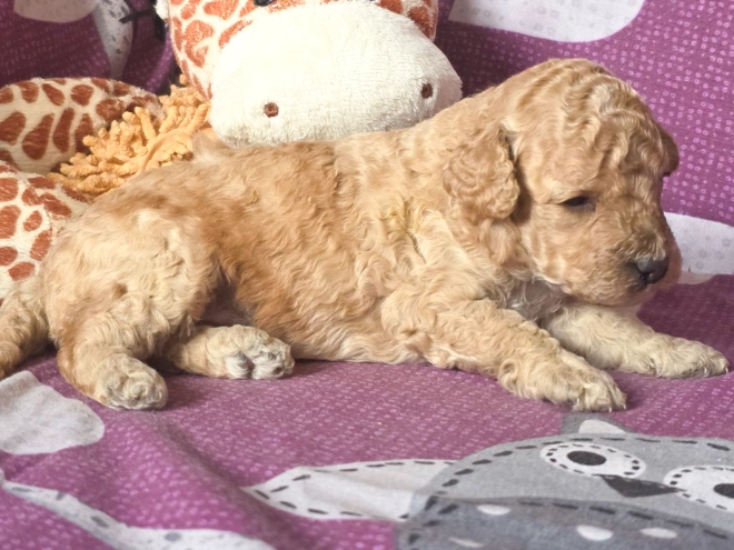 Cavapoo puppy for sale