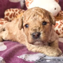 René – F1b, golden Cavapoo for sale