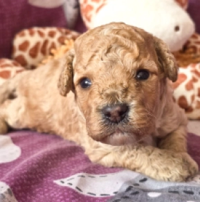 Cavapoo puppy for sale