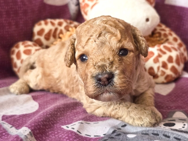 Cavapoo puppy for sale