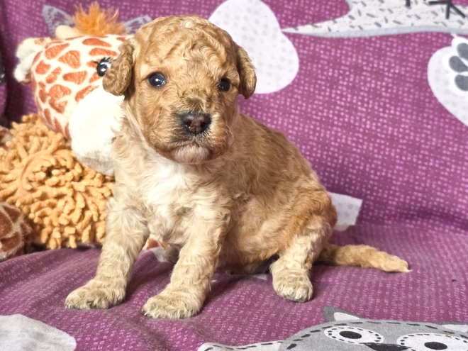 Cavapoo puppy for sale