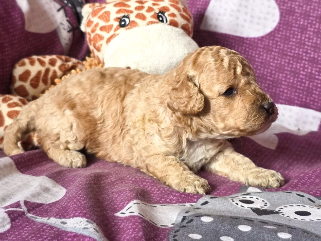 Cavapoo puppy for sale