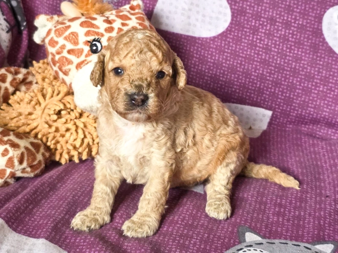 Cavapoo puppy for sale
