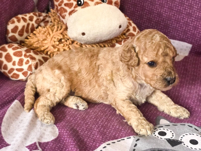 Cavapoo puppy for sale