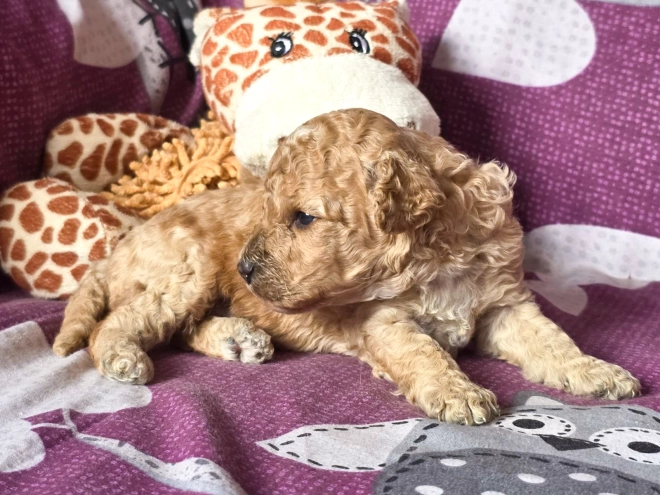 Cavapoo puppy for sale