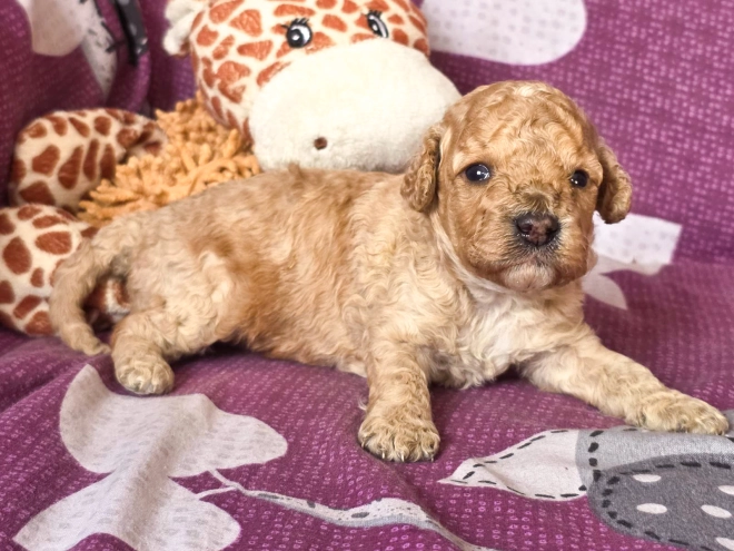 Cavapoo puppy for sale