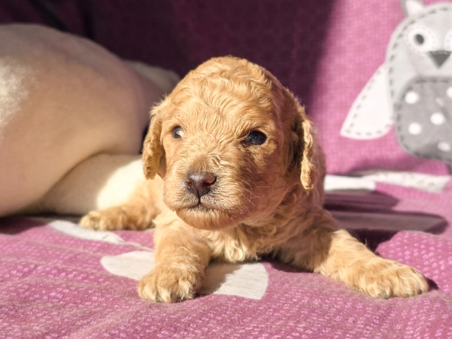 Cavapoo Welpe kaufen