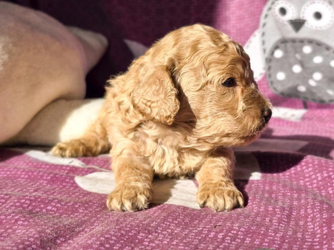 Cavapoo Welpe kaufen