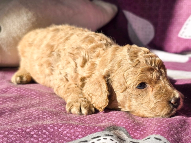 Cavapoo Welpe kaufen