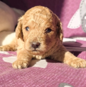 Cavapoo Welpe kaufen
