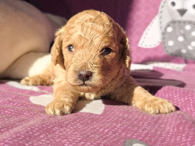 Cavapoo Welpe kaufen