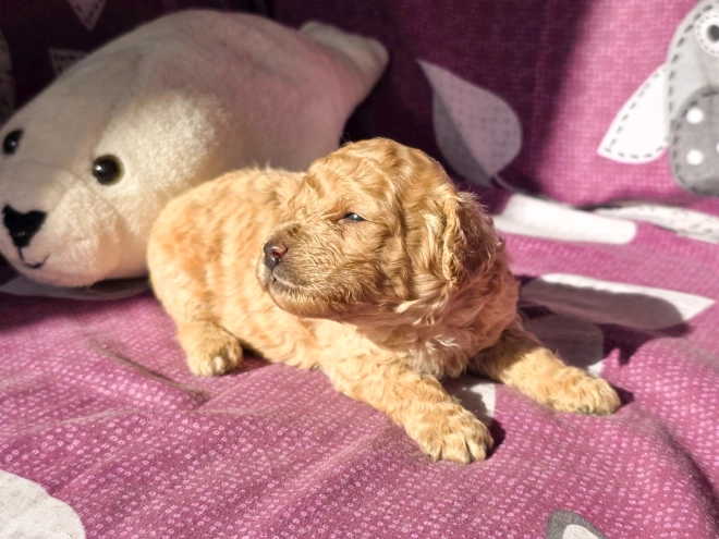 Cavapoo Welpe kaufen