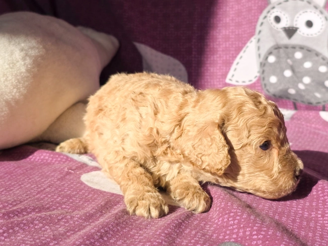 Cavapoo Welpe kaufen