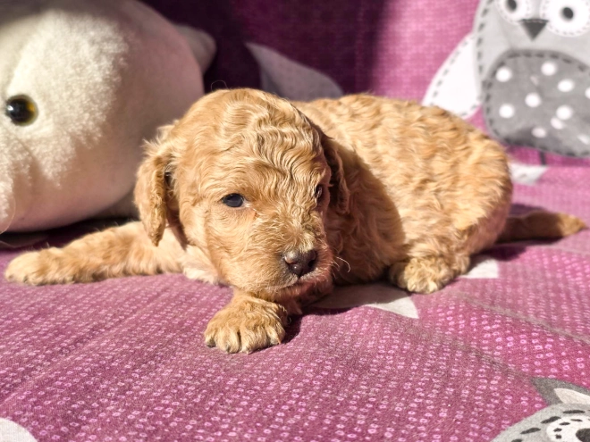 Cavapoo Welpe kaufen