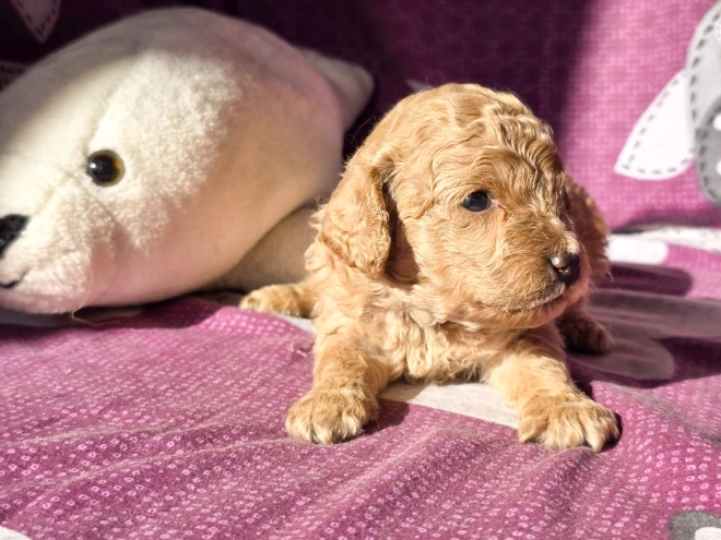 Cavapoo Welpe kaufen