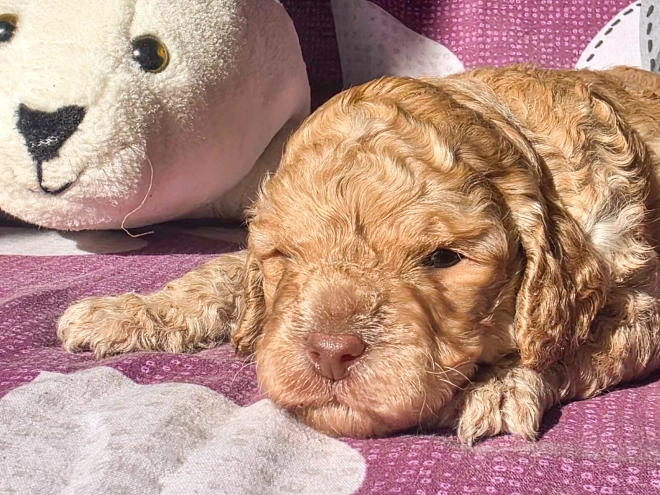 Cavapoo Welpe kaufen